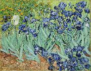 Vincent Van Gogh Irises china oil painting artist